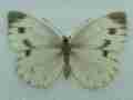 Pieris napi (british green-veined white, aberration) (Internet Image property of respective owner, non-commercial use only)